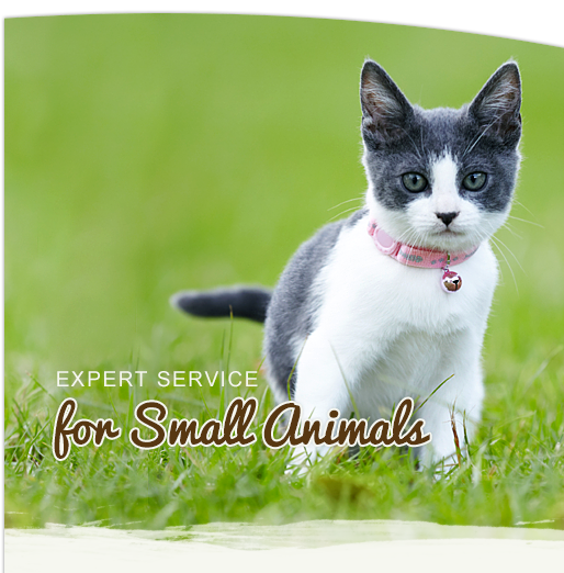 Caring for Your Small Animals